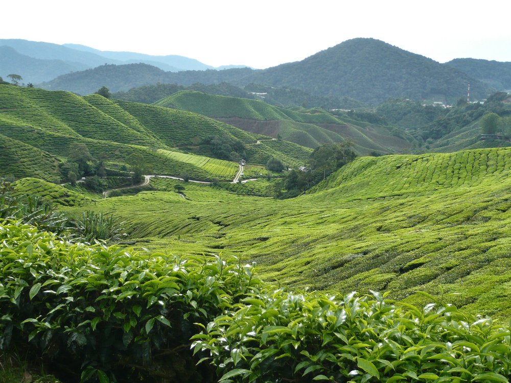 Malaysia's famous Cameron Highlands tea plantations