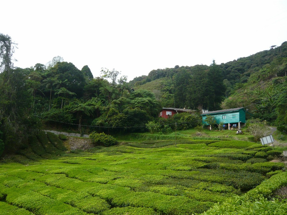 Cameron Highlands' tea plantations