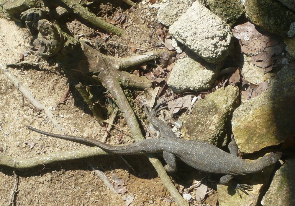 Monitor lizard on Pulau Perhentian Kecil